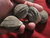 Moqui Marbles / Shaman Stones / Living Stones