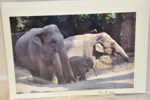 Elefanten & Elefantenbaby