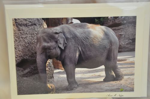 Elefantin