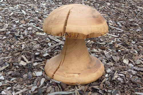 Pilz aus Fichtenholz