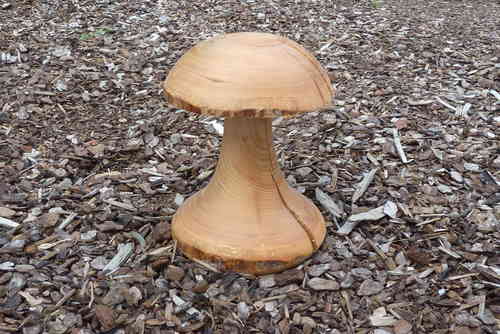 Pilz aus Fichtenholz