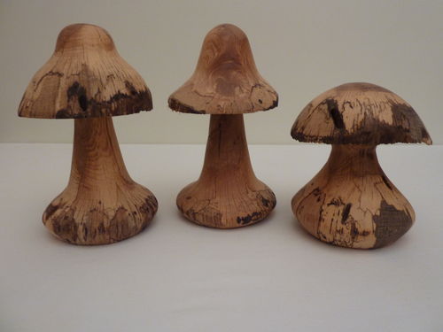 Pilze aus Eichenholz