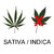 100% Sativa