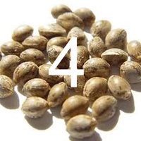 4 seeds