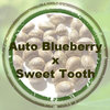 Auto Blueberry x Auto Sweet Tooth