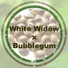 White Widow x Bubblegum