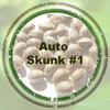 Auto Skunk #1