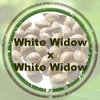 White Widow x White Widow