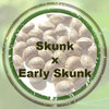 Skunk x Early Skunk