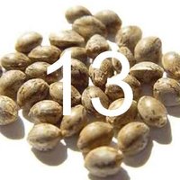 13 seeds
