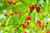 Pellets Cherry Natures Way