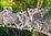 Castorland - Koalafamilie - 120 Teile Puzzle