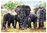 Trefl - Afrikanische Elefanten - 1000 Teile