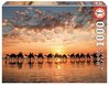 Educa - Golden sunset on Cable Beach, Australia - 1000 Teile