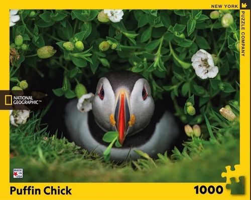 New York Puzzle Company - Puffin Chick - 1000 Teile