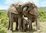 Dino - Elefantenfamilie - 1000 Teile