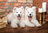 Castorland - Samoyed Puppies say hello - 1000 Teile
